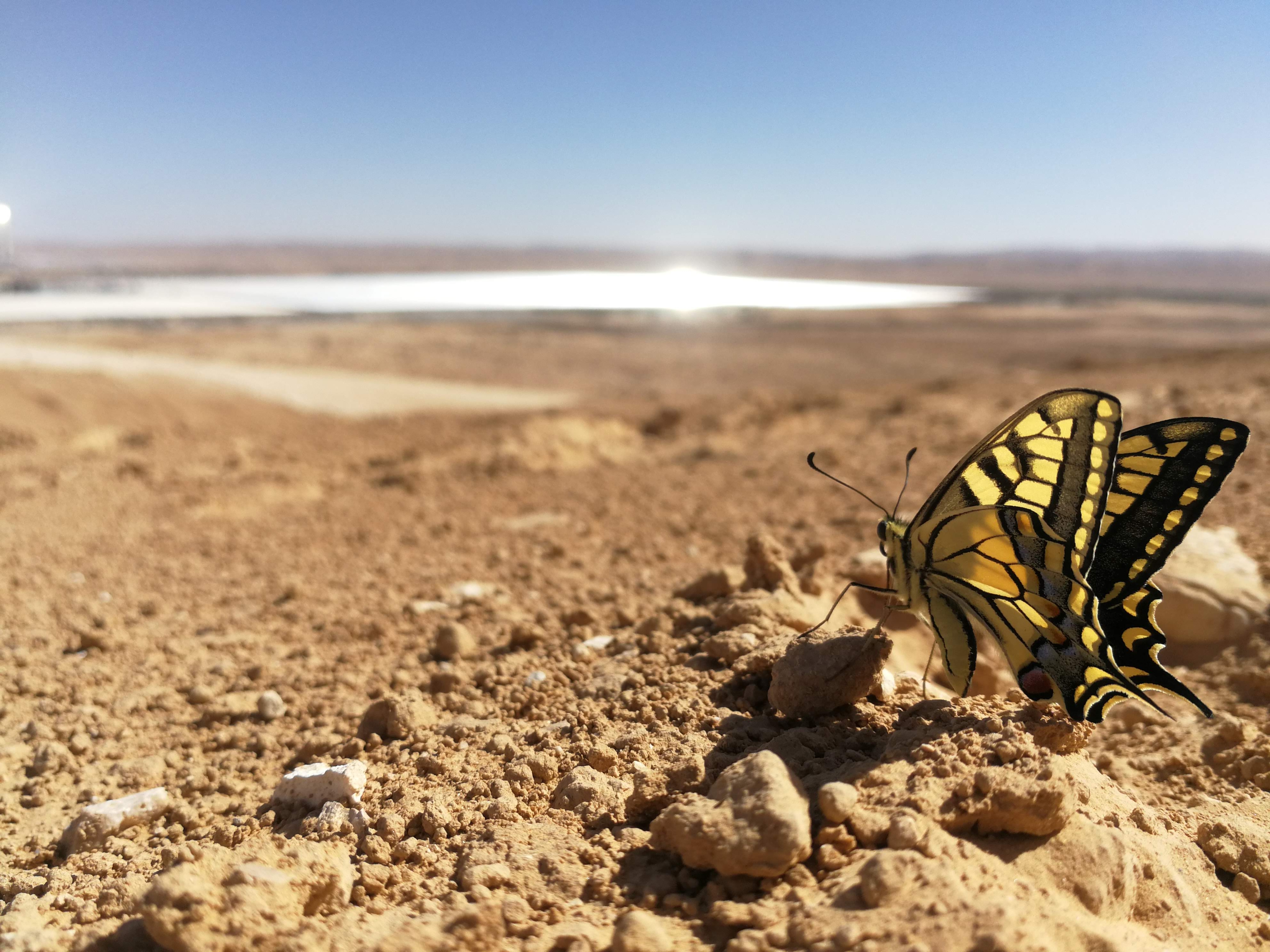 Picture of a butterfly on the ground with the desert in the background